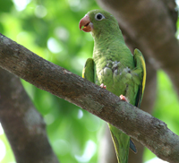 Yellow-chevroned Parakeet